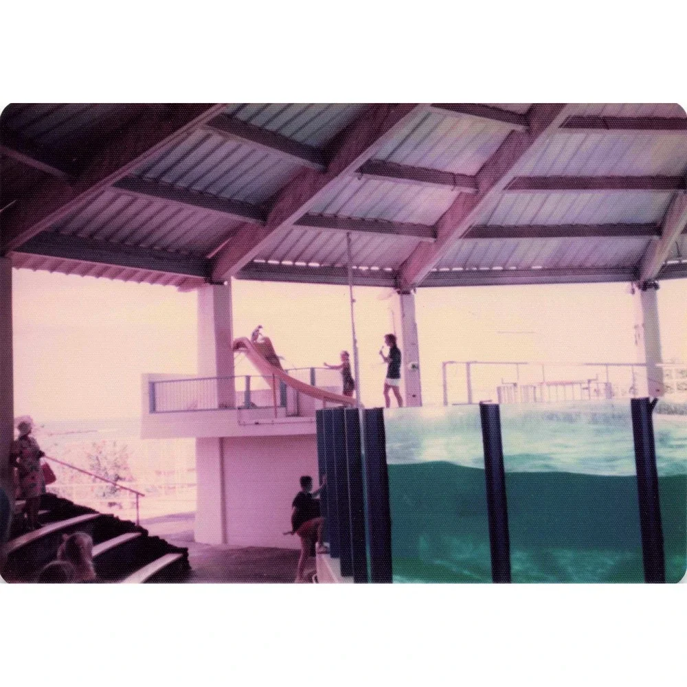 Vintage 1970s Sea Life Park Hawaii Dolphin Seal Show Lot of 6 Photos 3.5x5 - Picture 2 of 6